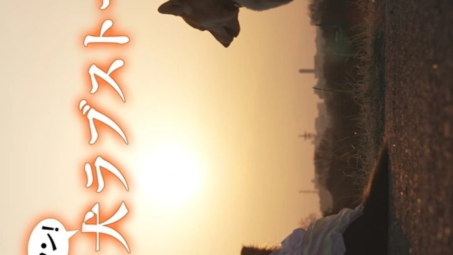 Tokyo Inu Love Story